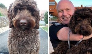 En Angleterre, un chien de thérapie sauve une femme qui voulait sauter d'un pont autoroutier