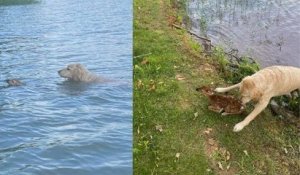 La vidéo du sauvetage d'un faon, qui échappe à la noyade grâce à un chien courageux, émeut les internautes