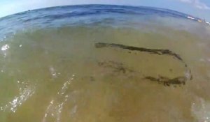 Des touristes découvrent un énorme serpent en pleine chasse en bord de plage