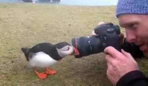 Un oiseau curieux vient toucher l'appareil photo du photographe ! Macareux - Puffin