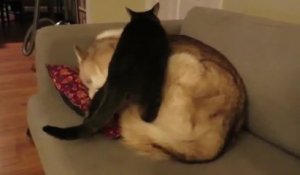Moment de tendresse entre un chien et un chat