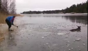 Il sauve un élan bloqué dans un lac gelé