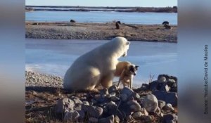 Une amitié entre un chien et un ours polaire