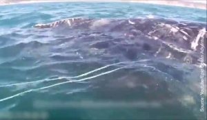 Une baleine sauvée par des amateurs de kayak