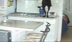 Un chien attrape des biscuits rangés dans un tiroir