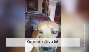 Regardez ce que ce chien cache dans sa bouche...