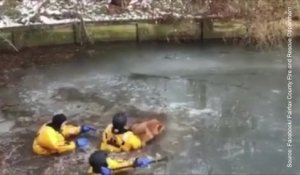 Sauvetage spectaculaire : Ce chien est coincé dans un lac glacé