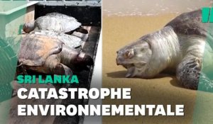 Au Sri Lanka, des cadavres de tortues, dauphins et baleines retrouvés 3 semaines après ce désastre écologique
