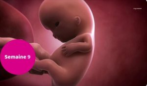 Vidéo de développement du fœtus : le 3ème mois de grossesse