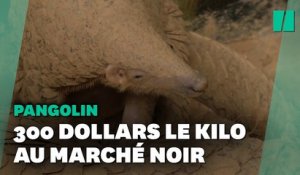 Ce Vietnamien reçoit le "Nobel vert" pour avoir sauvé des centaines de pangolins