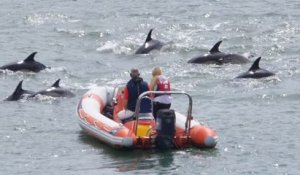 Royaume-Uni : dans un port, des marins ont été surpris par un groupe de dauphins qui s'est approché de leurs bateaux