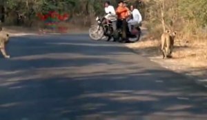 Ces motards croisent la route d'une famille de lions au milieu de la route... Demi tour