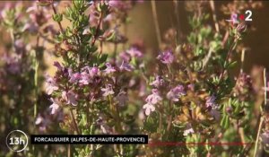 Savoir-faire : le succès des liqueurs artisanales de Provence