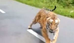 Un motard échappe de justesse à un tigre qui le pourchasse