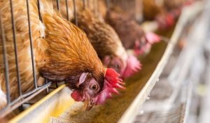 La Commission européenne s'engage à interdire l'élevage en cage d'ici 2027