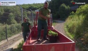 La canicule frappe les ours du sanctuaire du Kosovo