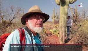 Réchauffement climatique : les cactus en danger en Arizona