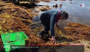 Finistère : à la rencontre de Scarlette Le Corre, pionnière des algues et cultivatrice de la mer
