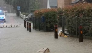 Oies sur la route à Court-Saint-Etienne