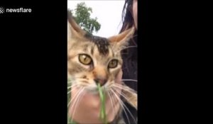 Sn chat s'est retrouvé avec un brin d'herbe coincé dans le museau