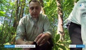 Sud-Ouest : des champignons en plein été dans les forêts du Lot