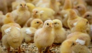 La France interdit le gazage et le broyage des poussins mâles pour 2022