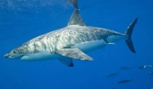 Un grand requin blanc de plus de 2 mètres s'approche du golfe du Saint-Laurent