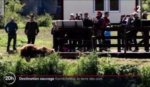Russie : dans la région montagneuse du Kamtchatka, les ours bruns sont menacés par la surpêche