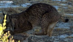 Les lynx d'Espagne échappent d'une griffe à l'extinction grâce aux programmes de conservation