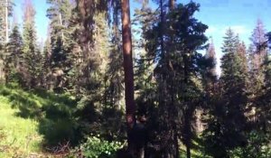 Ce bucheron coupe l'arbre et la lame de sa tronçonneuse