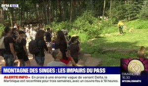 En Alsace, le parc animalier de la Montagne des singes a vu sa fréquentation baisser après l'instauration du pass sanitaire