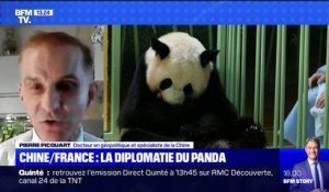 Les pandas, un "instrument de diplomatie" entre la France et la Chine