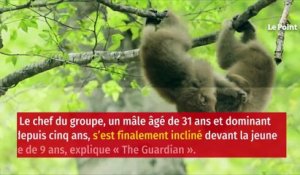 Japon : un groupe de 677 macaques dirigé par une femelle alpha