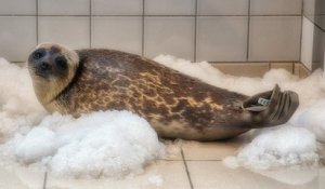 Calais : un bébé phoque venu du Pôle Nord a été sauvé par une association protectrice des animaux