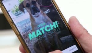 Allemagne : un refuge place ses animaux sur Tinder pour leur trouver un foyer