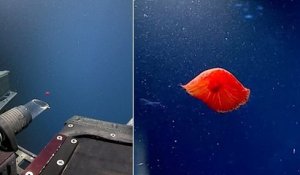 Des scientifiques découvrent une méduse rouge jamais observée auparavant