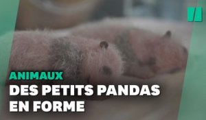 Les jumelles pandas du zoo de Beauval se portent à merveille