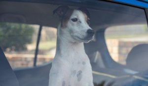 Deauville : les pompiers sauvent deux chiens enfermés dans une voiture