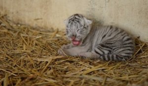 Touroparc Zoo : la naissance surprise d'un tigre blanc comble de joie le personnel
