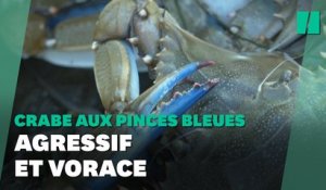 Le crabe aux pinces bleues menace la biodiversité en Occitanie
