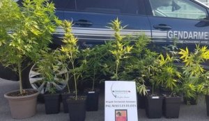 Hérault : il cultivait des plants de cannabis sur son balcon, ignorant que ses voisins étaient gendarmes