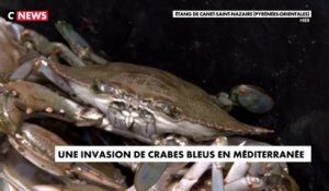 Le crabe bleu envahit les eaux du littoral en Méditerranée