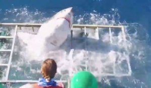 Un Grand Requin Blanc s'invite dans une cage ou était un plongeur