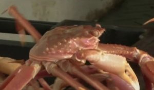 Fenêtre sur les Outre-mer - Saint-Pierre-et-Miquelon : la pêche au crabe des neiges 