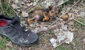 Serbie : un homme a sauvé un petit chiot qui vivait caché dans une chaussure, dans un tas d'ordures