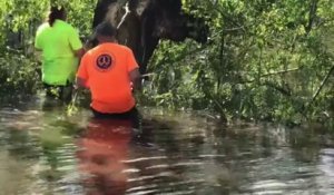 Ouragan Ida: deux hommes tentent de libérer une vache coincée dans un arbre après la tempête
