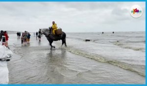 Les pêcheurs de crevettes à cheval de la mer du Nord