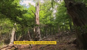 Pyrénées-Orientales : à la découverte de la forêt de la Massane, où la nature a repris ses droits