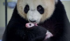 Des jumeaux pandas géants sont nés dans un zoo de Madrid, une bonne nouvelle pour cette espèce vulnérable