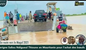 Magal 2021: Serigne Saliou Thioune convoie plus de 2800 bœufs à Touba